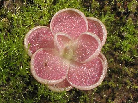 Butterwort (Pinguicula) - Carnivorous Plant Resource