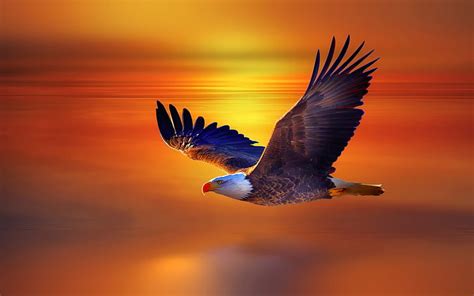 HD wallpaper: fire eagle | Wallpaper Flare