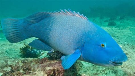 The distinctive blue groper loves the camera and is renowed for its Elvis impression | News Local