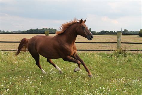 Horse Gallops Pasture Gallop - Free photo on Pixabay