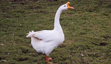 Goose Breed Profiles: Get to Know Chinese Geese – Hobby Farms