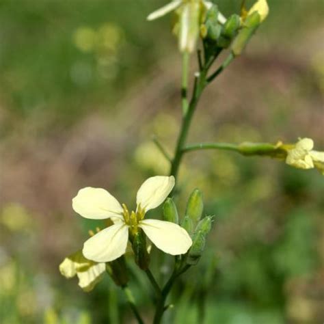 Wild radish | Turfgrass and Landscape Weed ID