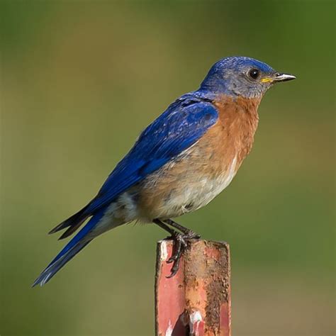 North Carolina Thrush Birds - Owlcation