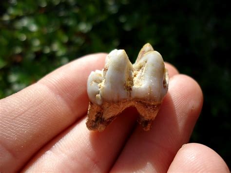 Choice Peccary Molar | Artiodactyl | FOSSILS | Prehistoric Florida