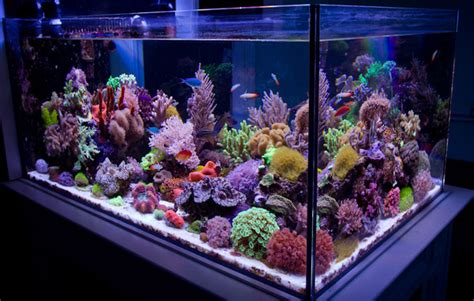 Saltwater Aquarium Setup for Beginners (Saltwater Fish Tank Guide 2019)