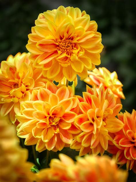 Dahlias Yellow - Free photo on Pixabay - Pixabay