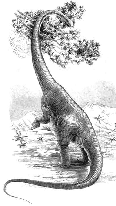 Large Herbivorous Dinosaurs - Sauropod Dinosaur Infraorder Britannica ...