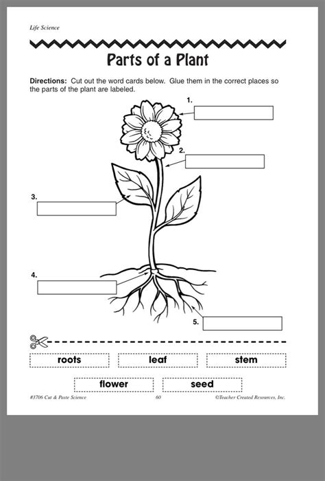 plant science activities