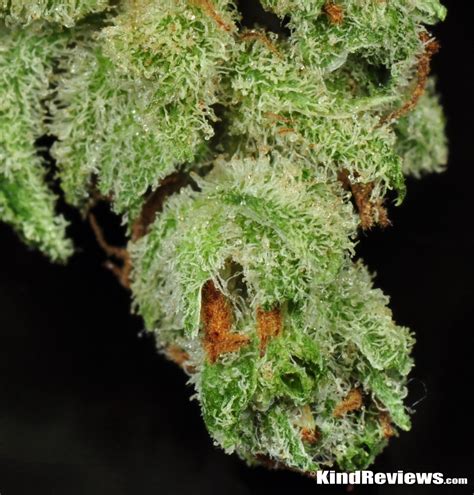 Blackberry Kush | Marijuana Strain Library | PotGuide.com