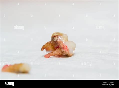 Dog tooth extracted. Pulp infection. Tartar Stock Photo - Alamy