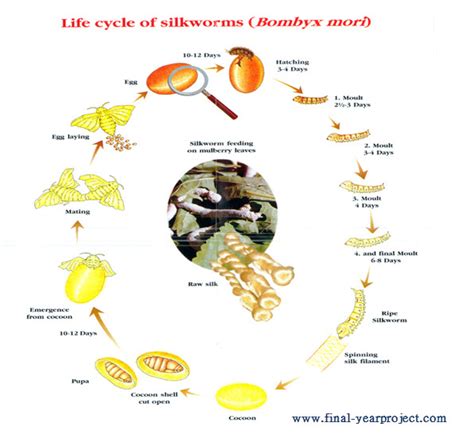 Bombyx mori life cycle - bluepayment