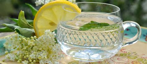 Elderflower Tea Benefits and Side Effects | Kent Tea & Coffee Co