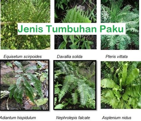 Gambar Pengertian Ciri Jenis Tumbuhan Paku Pteridophyta Gambar Fauna ...