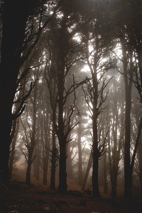 Foggy forest, trees and animals on Behance