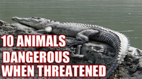 TOP 10 Animal's That Become Dangerous when Threatened 2023 - YouTube