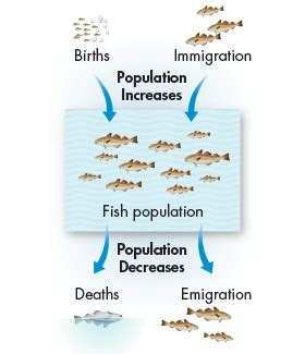 Population dynamics – Fishionary