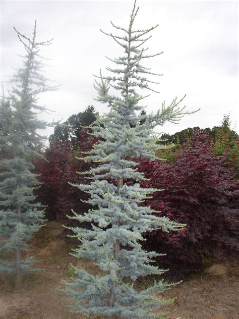 Blue atlas cedar, Blue tree landscaping, Evergreen landscape