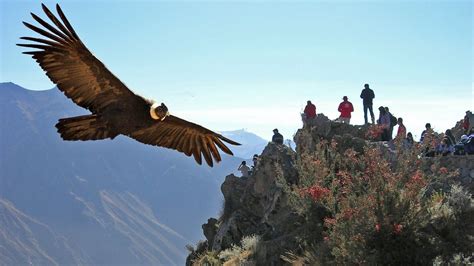 The Andean Condors taking off and landing at Colca Canyon Travel Activities, Fun Activities ...