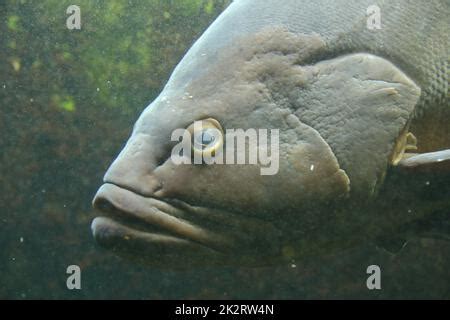 Fat fish in an aquarium Stock Photo - Alamy