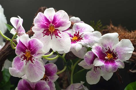 How to Grow and Care for Miltonia Orchids