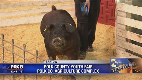 Polk County Youth Fair celebrates Florida agriculture | FOX 13 Tampa Bay