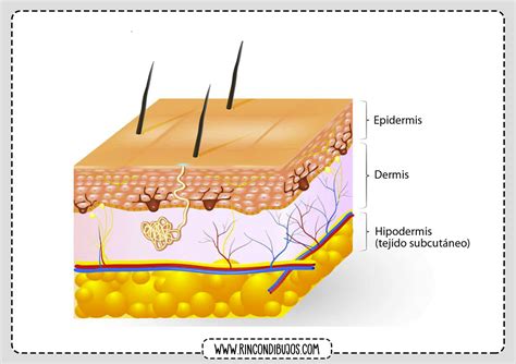 Partes de la Piel Humana | Estructura y Partes de la Piel