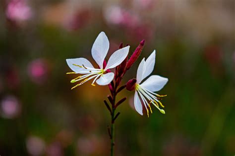 Claret red leafed flower at last days of the autumn : r/pics