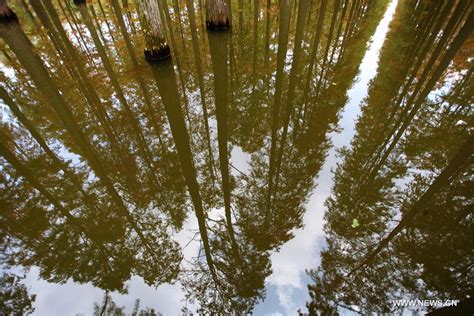 Scenery of dawn redwood forest at Luyang Lake Wetland Park in E China - Xinhua | English.news.cn