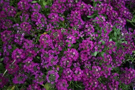 Alyssum 'Wonderland' Deep Purple: Use 'Sweet Alyssum' as a groundcover, in mixed plantings, in ...