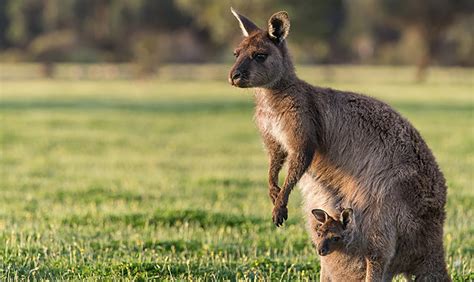 Within Range | Animal Encounters at Mogo Wildlife Park