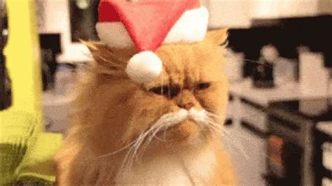 Cat Christmas GIF - Cat Christmas Santa - Discover & Share GIFs