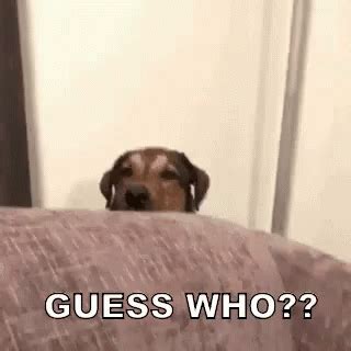 Guess Who? GIF - GuessWho PeekABoo HideAndSeek - Discover & Share GIFs