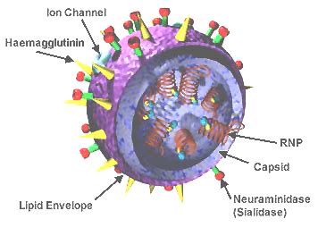 Influenza D virus - Wikipedia