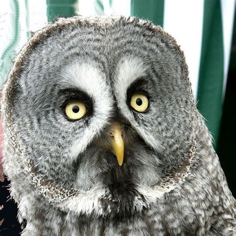 Great Gray Owl - Strix nebulosa | Wildlife Journal Junior