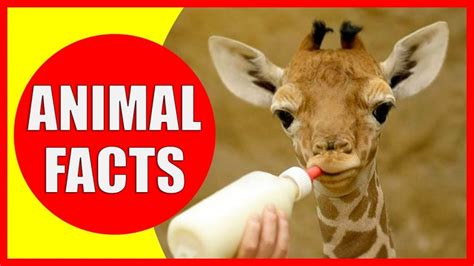 Random Facts About Animals You Never Knew | Funfactoday.com