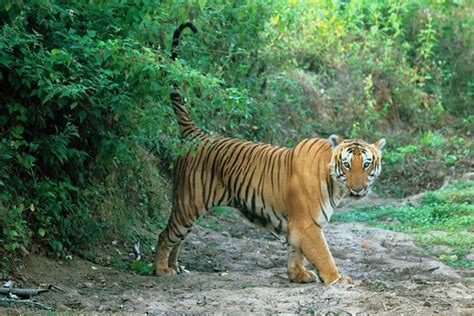 Bandipur National Park and Tiger Reserve - 2020 What to Know Before You Go (with Photos ...