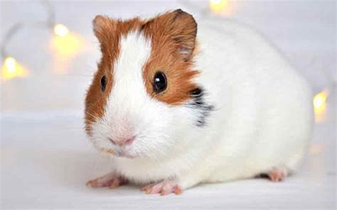 Guinea Pig Cage Size Guide - The Best Indoor Guinea Pig Cages