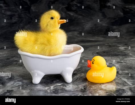Cute baby ducky's in bath tub Stock Photo - Alamy