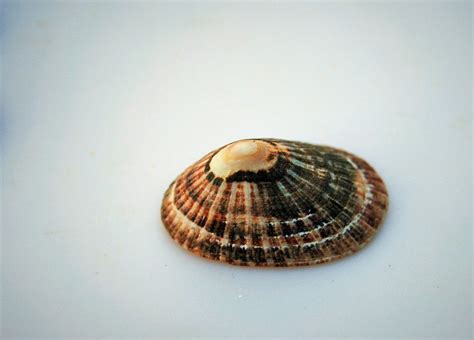 Brown Limpet Shell Free Stock Photo - Public Domain Pictures