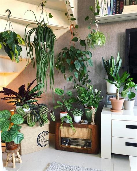 Indoor plants | Pflanzen zimmer, Pflanzen für innen, Zimmerpflanzen