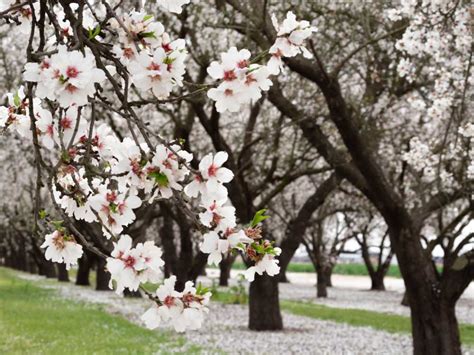 How to Experience California's Blooming Almond Orchards