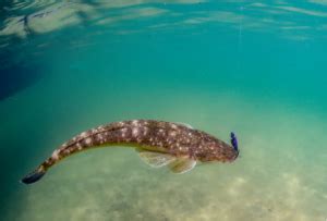 How to Fish Flathead: A Beginner's Guide