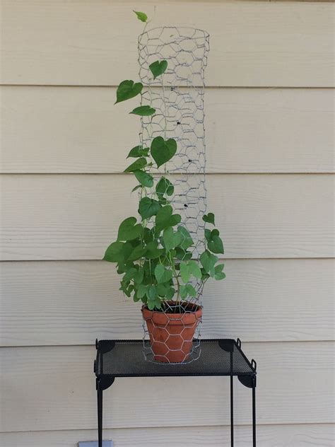 Morning Glory mini trellis | Diy trellis, Garden inspiration, Mini trellis