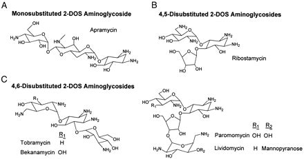 Aminoglycosides/Aminoglysidic Antibiotics Overview