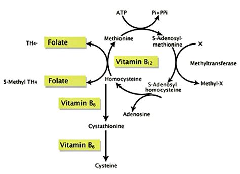 methylation-cycle - Next Level Biohacking