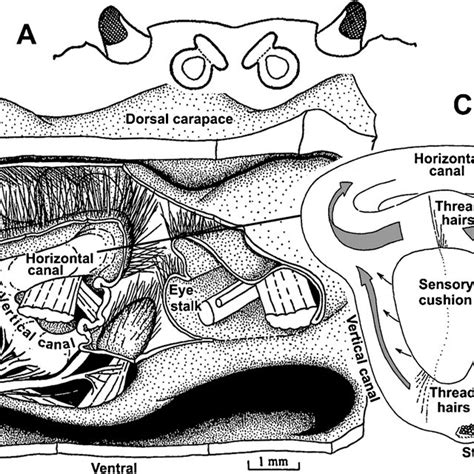 (PDF) Davie, P.J.F., Guinot, D. & Ng, P.K.L. (2015a) Anatomy and functional morphology of ...