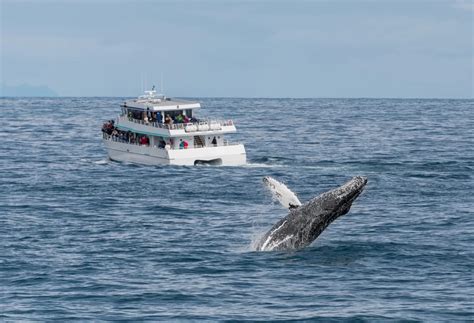 7 Best whale watching spots in Alaska (2024) | Alaska