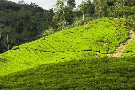 Cameron highlands tea plantation Stock Photo by ©nevarpp 116075894