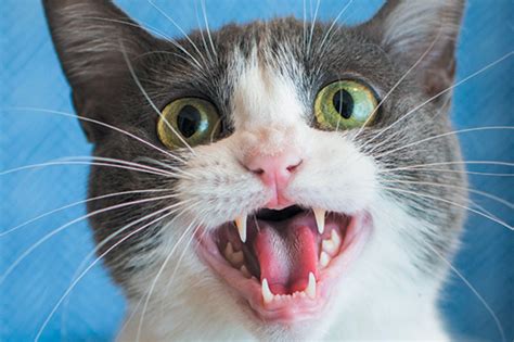 6 Reasons Your Cat Won’t Stop Meowing At You – Meowingtons