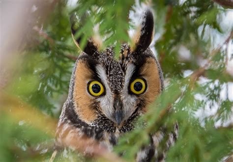 Long-eared Owl | Hawk Mountain Sanctuary: Learn Visit Join